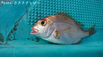 ¥¤¥Ê¥À¡õ¥«¥ì¥¤¡õ¥«¥Ê¥¬¥·¥é¡õ¾¡¢¿§¡¹¡Ä