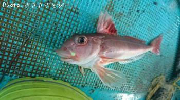 ¥¤¥Ê¥À¡õ¥«¥ì¥¤¡õ¥«¥Ê¥¬¥·¥é¡õ¾¡¢¿§¡¹¡Ä