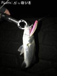 ���������ʥ����Х���