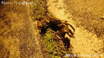 �⥯������