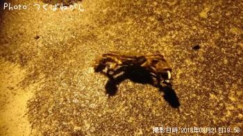 �⥯������