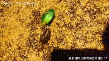 �ͥ�����Υ���