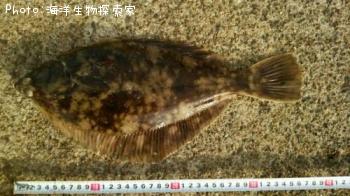 �ޥ����쥤