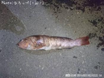 �����ʥ�