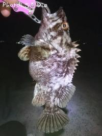 ��饽��