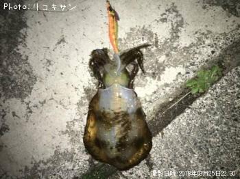 �����ꥤ��