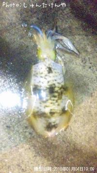 ¥¢¥ª¥ê¥¤¥«