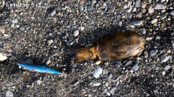 �����ꥤ��