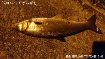 �ޥ륿������