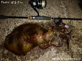 �����ꥤ��