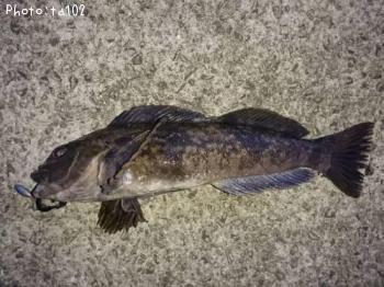 �����ʥ�