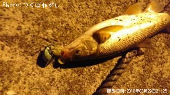 �ޥ륿������