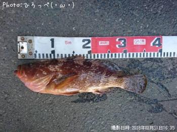 �����ϥ�