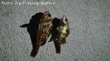 ��������Х�