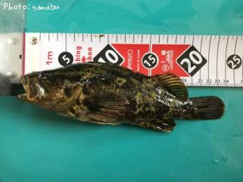 ¥¿¥±¥Î¥³¥á¥Ð¥ë