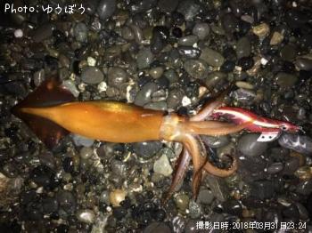 ��ꥤ���ʡ���