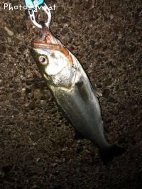 �����Х�