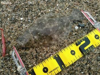 ¥Ò¥é¥á¡Ê¥½¥²¡Ë