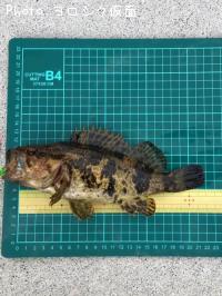 �����Υ���Х�