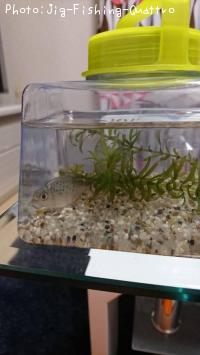 �ԥ�˥����ʥåƥ꡼