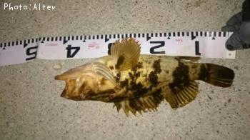 ¥Ù¥Ã¥³¥¦¥¾¥¤