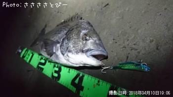 クロダイ