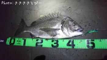 クロダイ