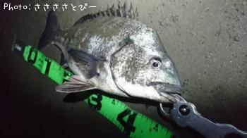 クロダイ