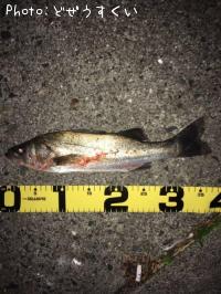 �����Х�