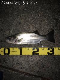 �����Х��ʥҥ饻������