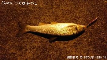 �ޥ륿������