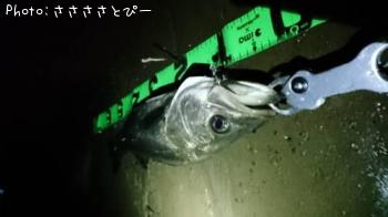 ¥·¡¼¥Ð¥¹