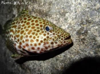 �����ߡ��Х��ڥ�����ϥ���