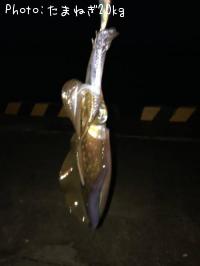 ¥¢¥ª¥ê¥¤¥«