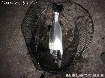 �����Х��ʥҥ饹������