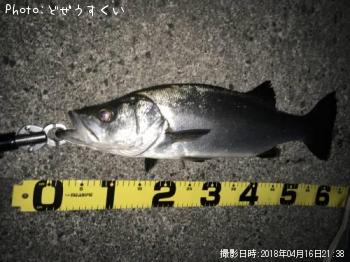 �����Х��ʥҥ饹������
