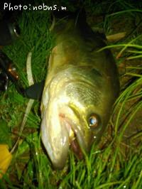 �֥�å��Х�