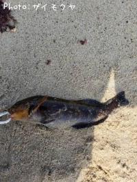 �����ʥ�