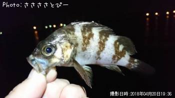 メバル