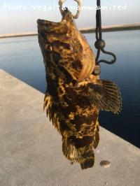 �٥å�������