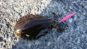 �����ꥤ��