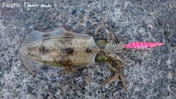 ¥¢¥ª¥ê¥¤¥«