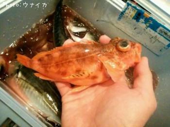 ����ᥫ����