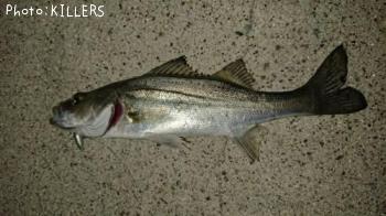 ¥»¥Ã¥Ñ¡Ê¥·¡¼¥Ð¥¹¡Ë