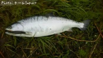 ������ޥ�