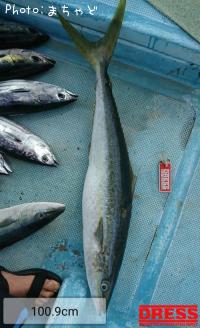 ��ޥȥʥ�����ڥĥ�֥��