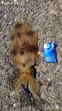 �����ꥤ��