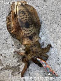 ¥¢¥ª¥ê¥¤¥«¡ª