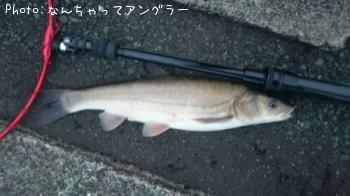 �˥������