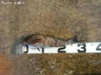 �����ʥ�